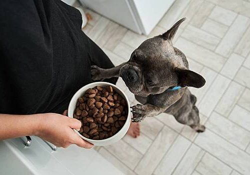 Россияне раскрыли размер трат на уход за питомцами Россияне раскрыли размер трат на уход за питомцами