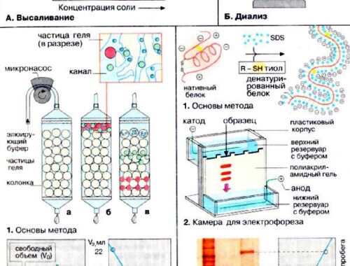 Принцип работы анализатора протеина Принцип работы анализатора протеина