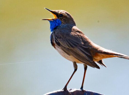 Врач назвал неожиданный способ восстановить нервную систему без таблеток