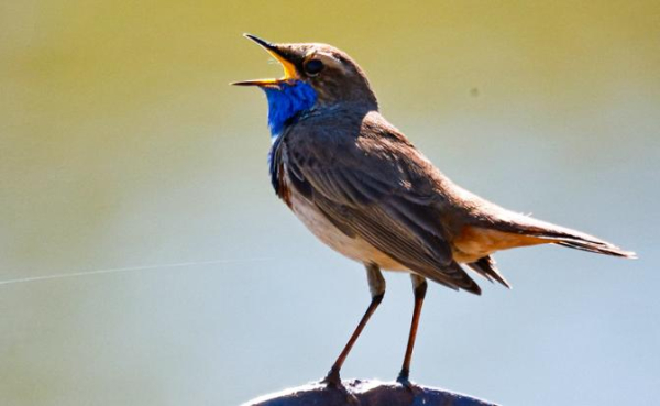 Врач назвал неожиданный способ восстановить нервную систему без таблеток