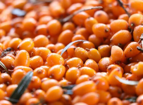 «Против рака и холестерина»: врач раскрыла полезные свойства популярной ягоды