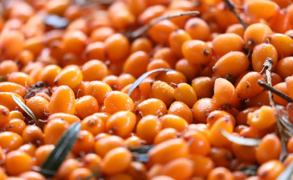 «Против рака и холестерина»: врач раскрыла полезные свойства популярной ягоды