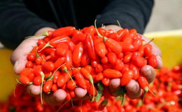 Диетолог опровергла миф о пользе ягод годжи и спирулины