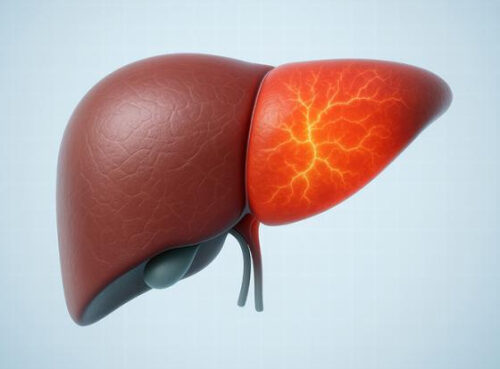 Жирная печень — редкие волосы: ученые обнаружили неожиданную связь Жирная печень — редкие волосы: ученые обнаружили неожиданную связь