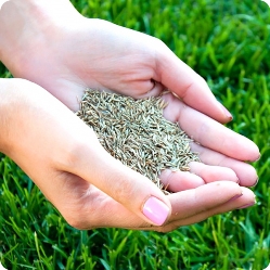 Как сделать газон своими руками: пошаговая инструкция