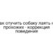 Как отучить собаку лаять на прохожих — коррекция поведения